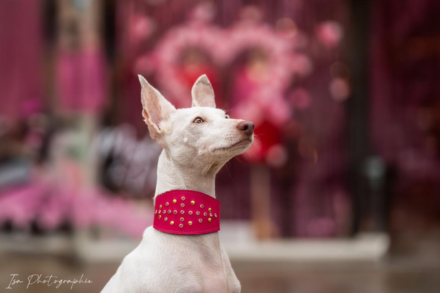 Collier Pop Strass Rose Levrier/Whippet/Podenco