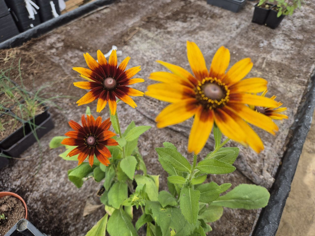 Rudbeckia Chocolat orange
