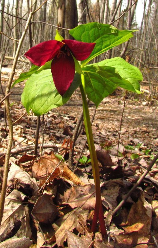 Trillium erectum 