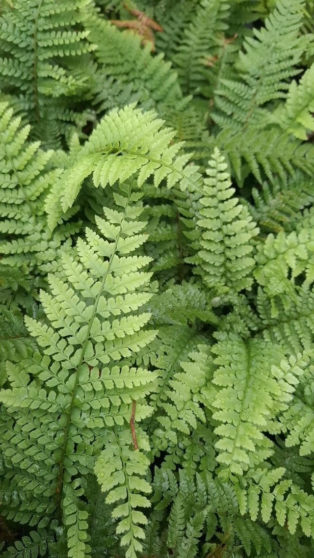 Polystichum setiferum 'Dahlem' 1 litre