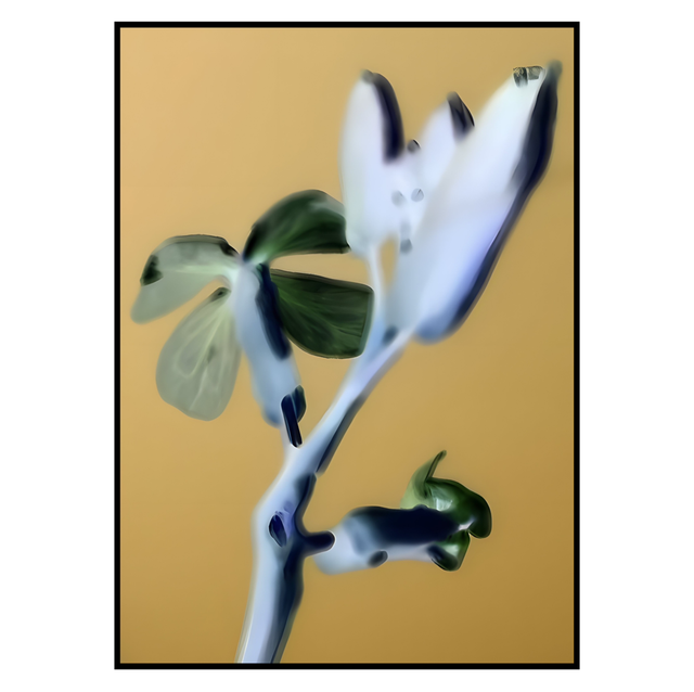 NV 002