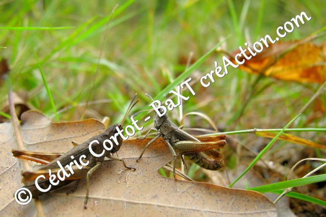 Impression sur alu dibond - Le petit monde du Vivant (ref 1115)