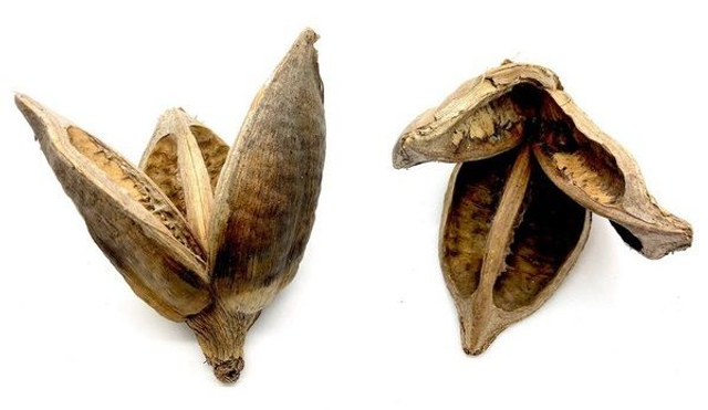 Fleur de Sororoca 9-14cm