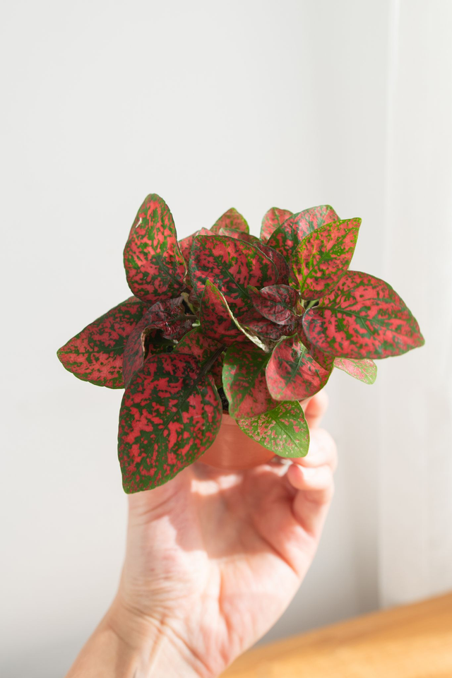 Hypoestes Phyllostachys Red 🌿