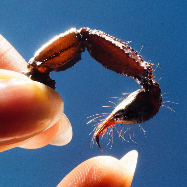 Squid - Cowards LP (Limited Edition Clear Vinyl)