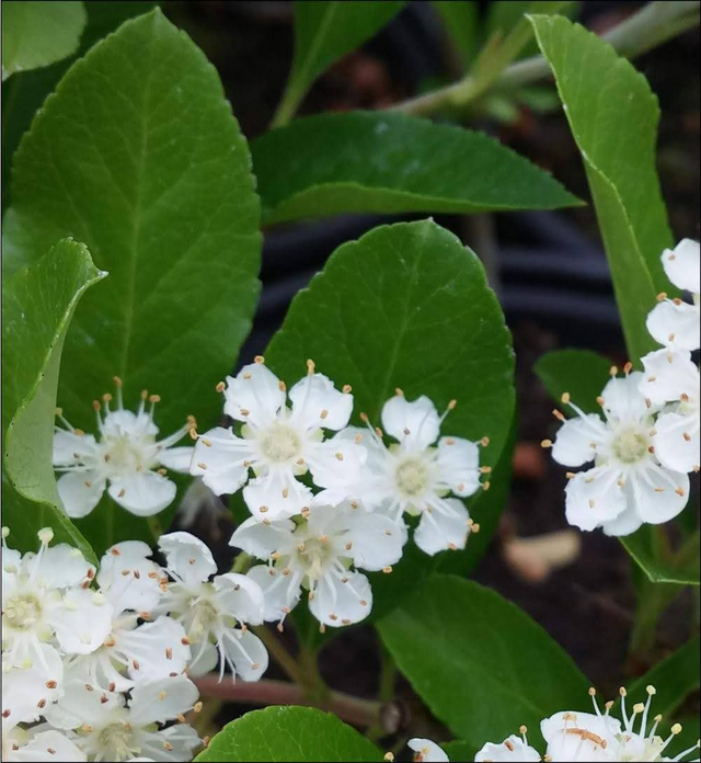 Pyracantha - 1lt pot