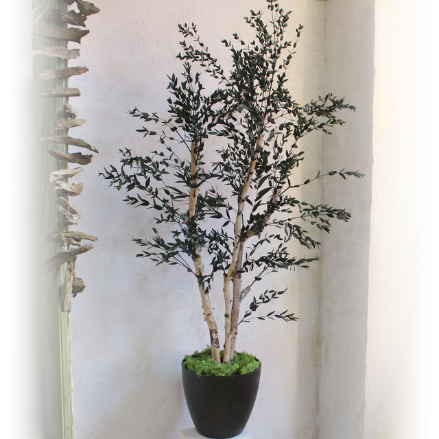 Arbol CL377 eucalipto parvifolia verde 140cm