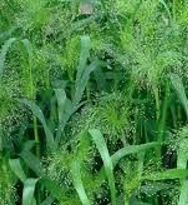  Panic Grass Frosted Explosion