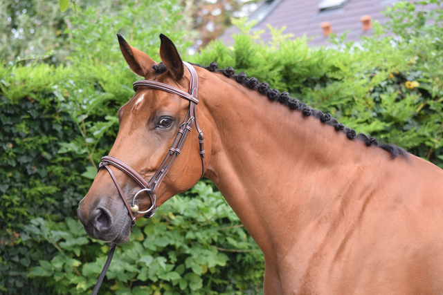 Bridon JUMP'IN One Paris