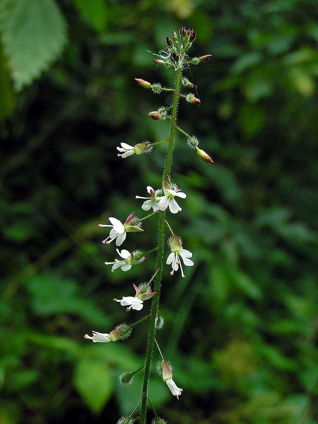 Circée de Paris (Circaea lutetiana )