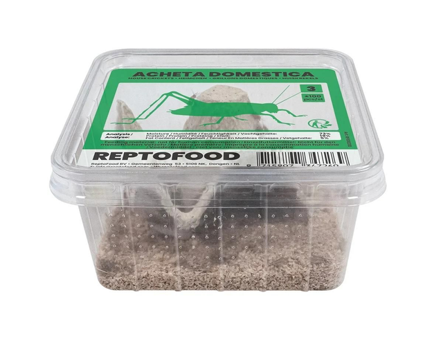 Repto house crickets 3