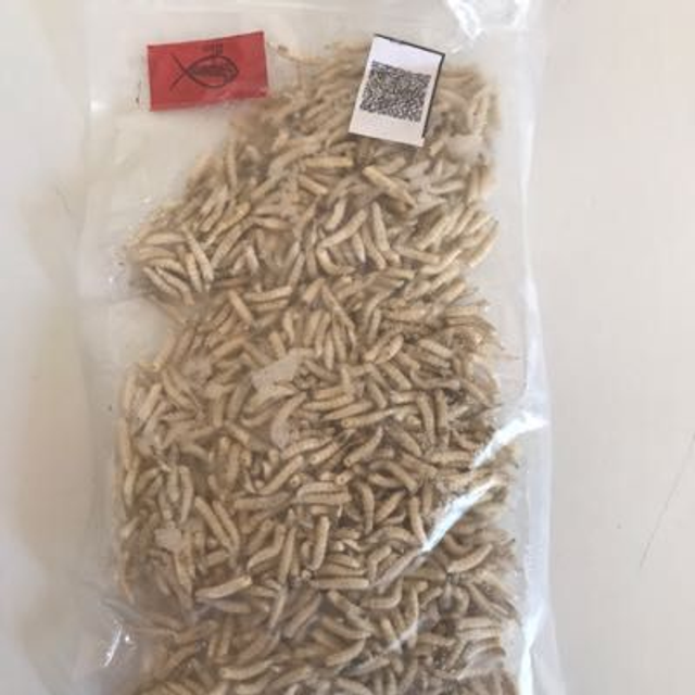 Bigattino congelato — sicurezza e praticità per allevamenti responsabili. 1 chilo o 100 grammi