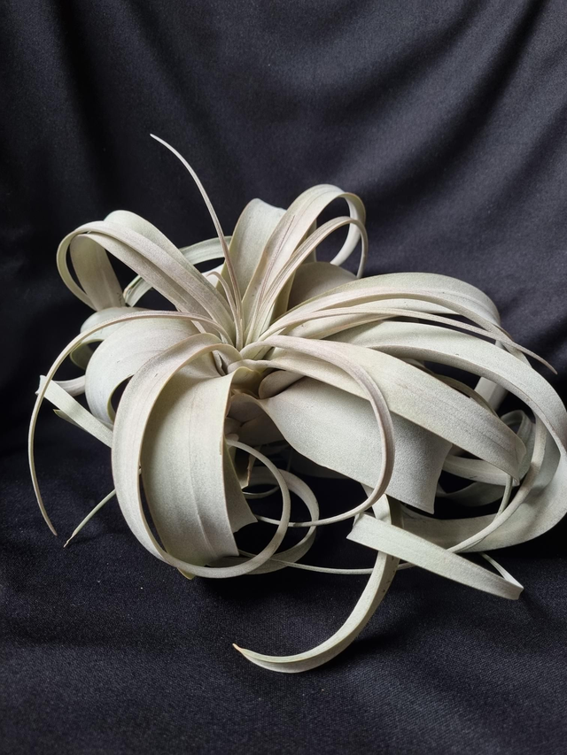 Tillandsia xerographica M