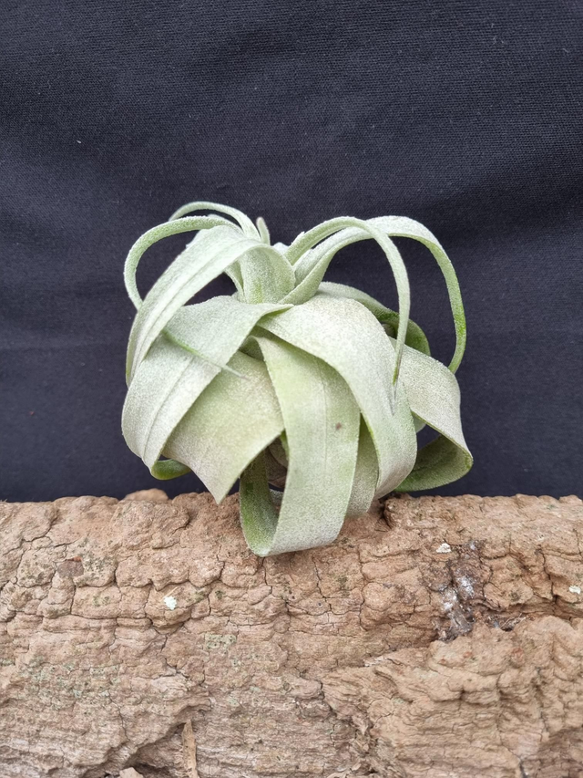 Tillandsia streptophylla