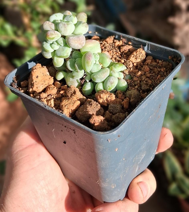 D126 . Sedum commixtum