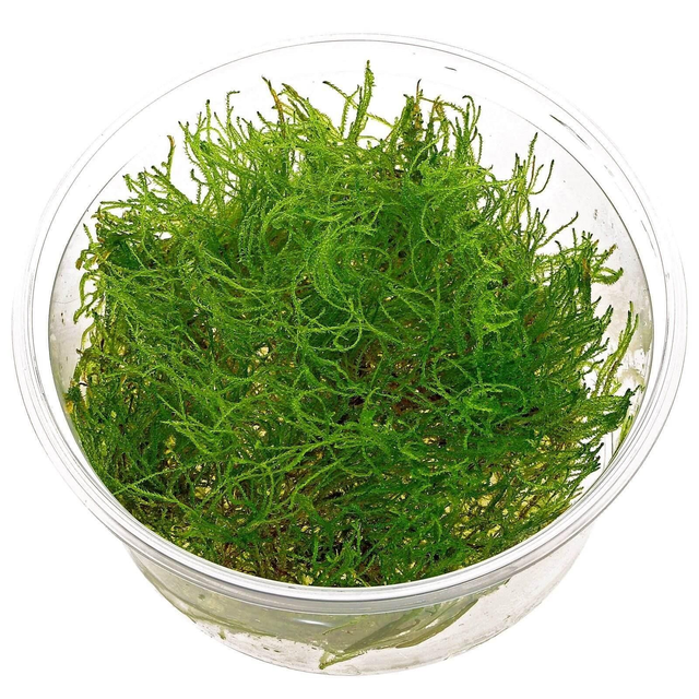 Ecoscape Taxiphyllum Alternans (Taiwan Moss) 8712001017070