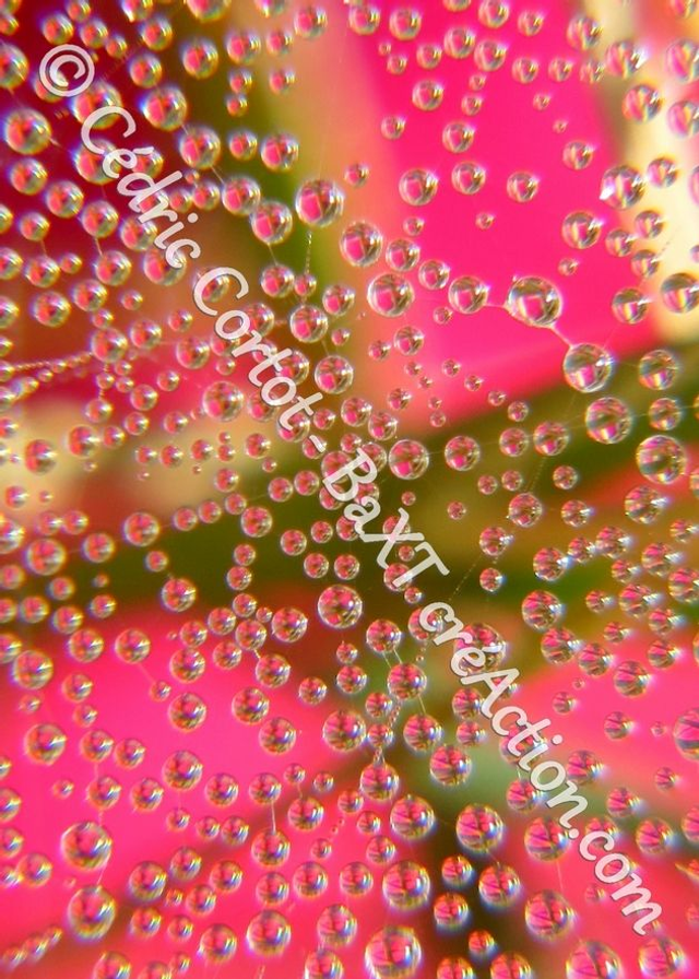 1 - Carte postale - Rosée et gouttes de pluie (Ref 0178)