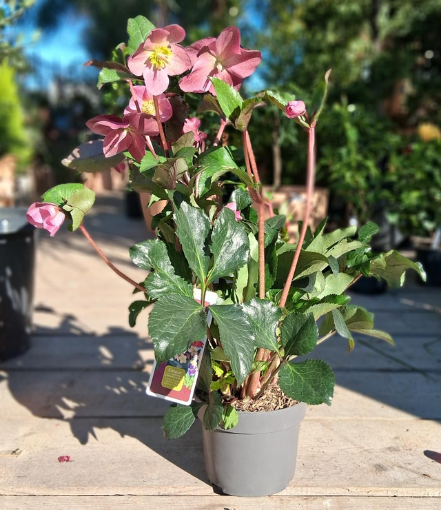 P39 . Helleborus early red