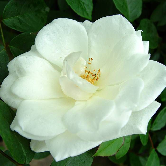 Rosier grimpant Ancien Jaune-Blanc NT