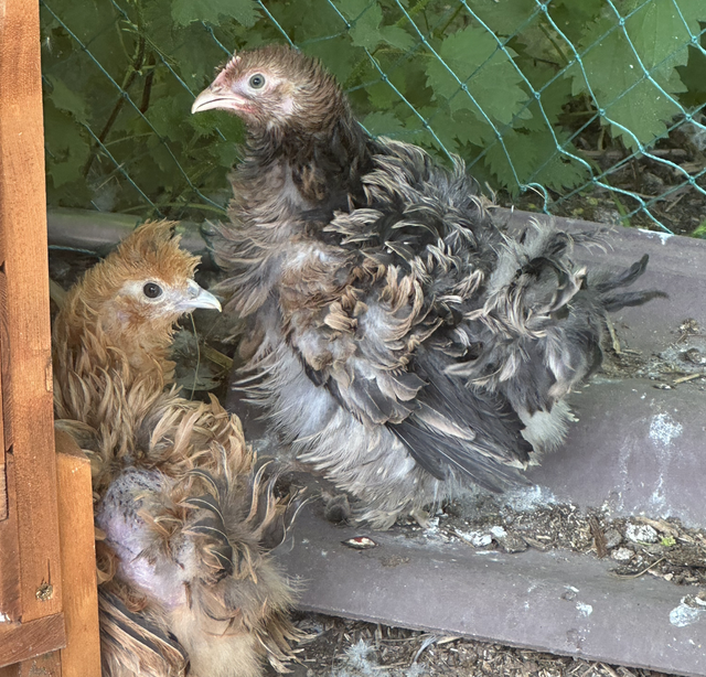 Pekin Bantam Frizzle Chicken 