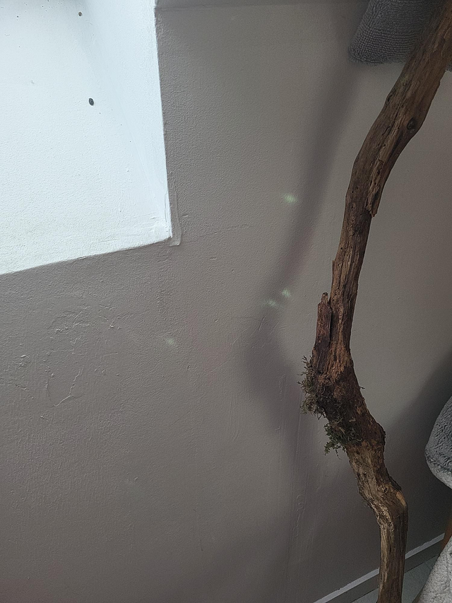 Cloche de sorcière - chauve-souris lunaire