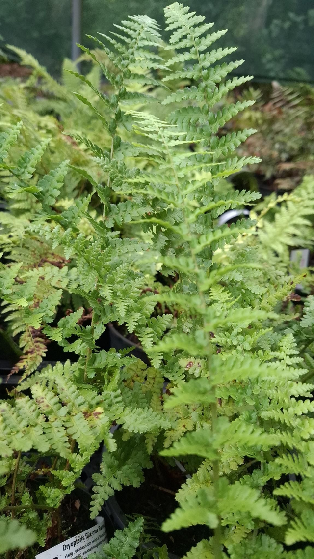 Dryopteris filix-mas &#039;Barnesii&#039;  plug plant