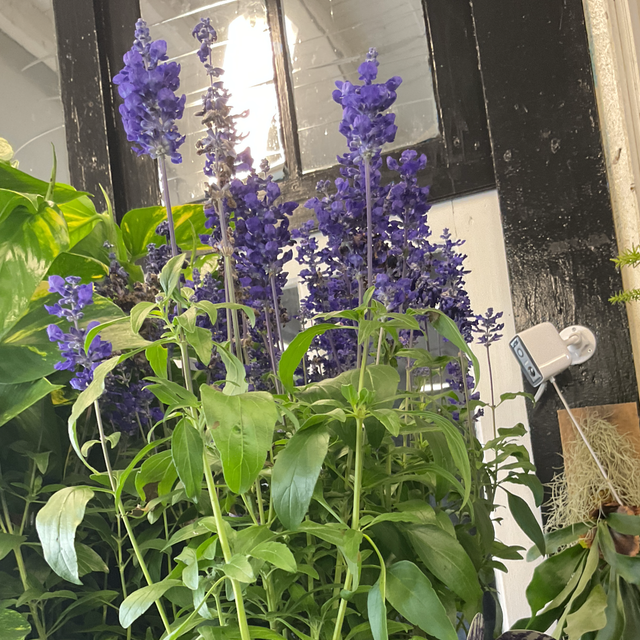 Salvia Fa Sf D Ocean