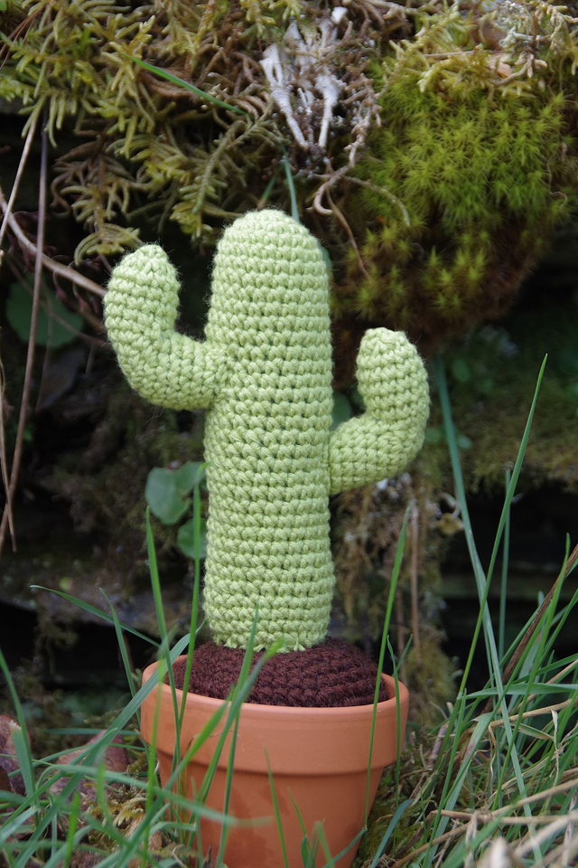 Plante Cactus