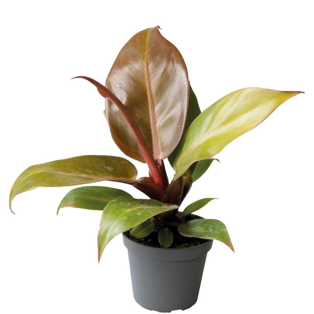 PT Philondendron Cherry Red 8715897361616