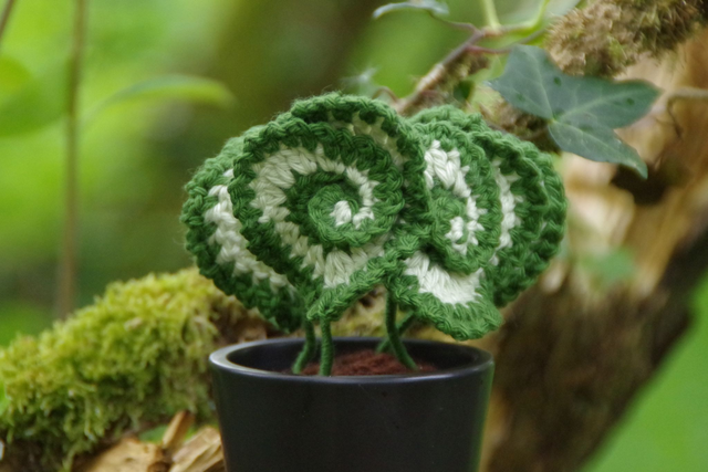 Plante Begonia escargot