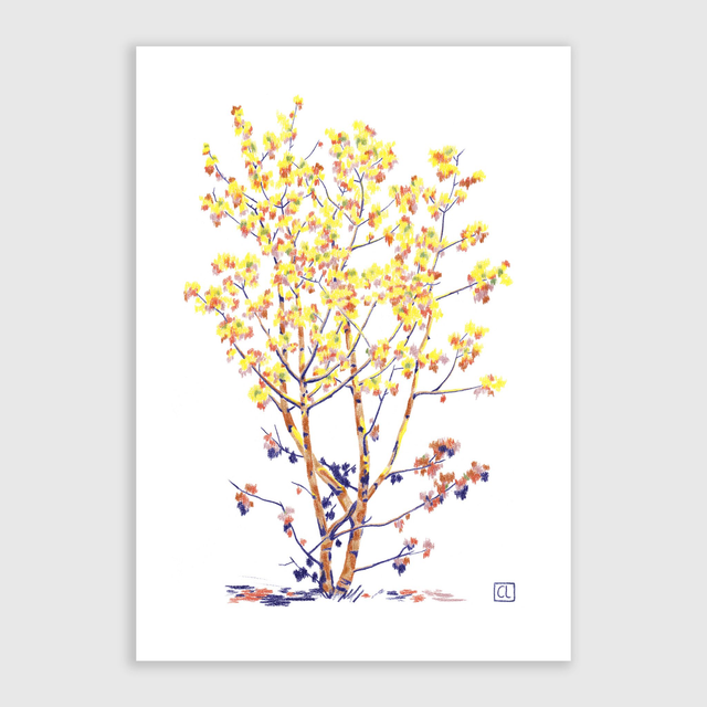 Tirage d'art - Érable