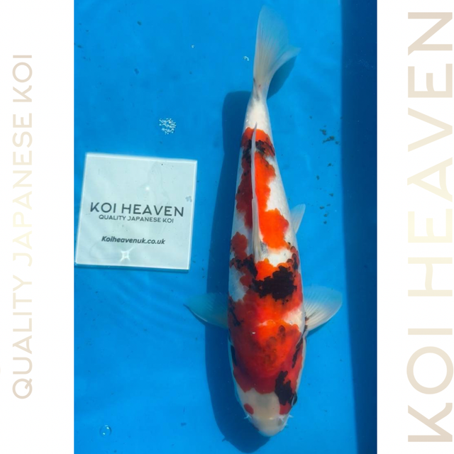 Dainichi Koi Farm        Tosai  32cm
