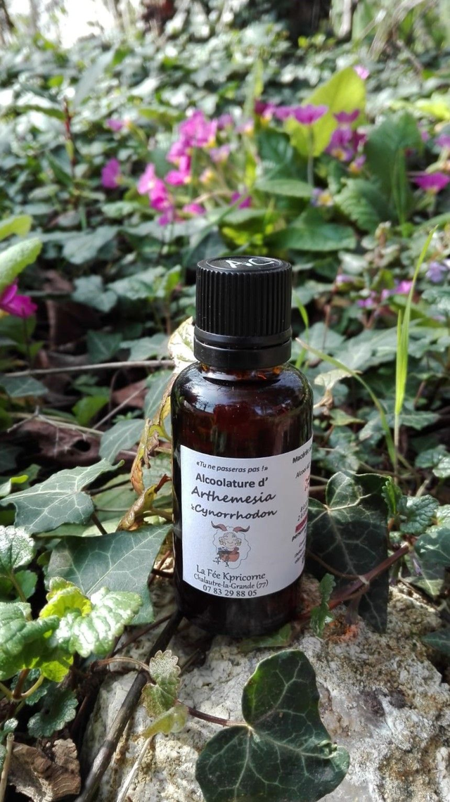 MACERAT ALCOOLIQUE d&#039;Arthemesia &amp; Cynorrhodon [BIEN-ETRE Hivernal] 30ml