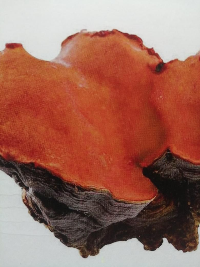 Antrodia Cinnamomea  70 Caps. 500 mg/ Caps. . 