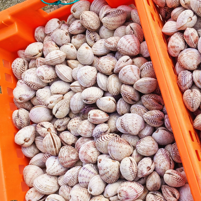 Praires de Granville - Lot de 1 kg