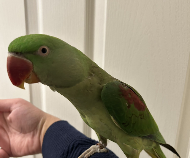 Hand Reared Tame Female Alexandrine 