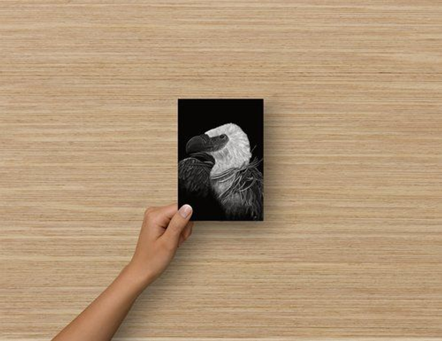 Carte Postale - Vautour Indien (reproduction Aquarelle)