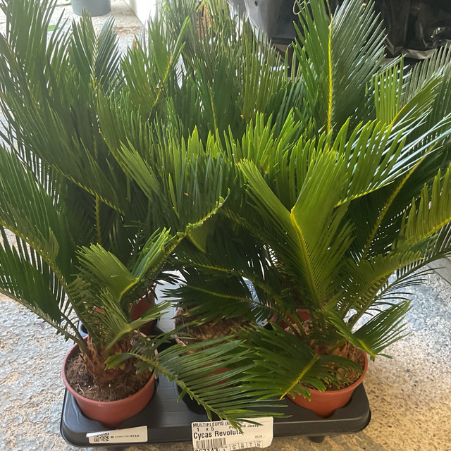 Cycas revoluta
