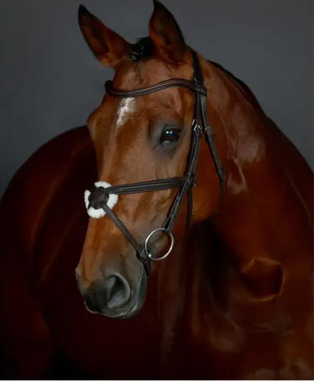 Collegiate Opulux Plain Padded Grackle Bridle