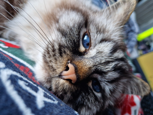 Cat &amp; Kitten Visit