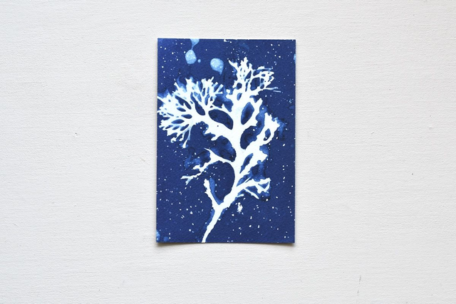 Reproduction Fine Art - Serie 1 - Algae - 10 x 15 cm 