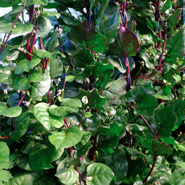 Baselle / Épinard de Malabar rouge