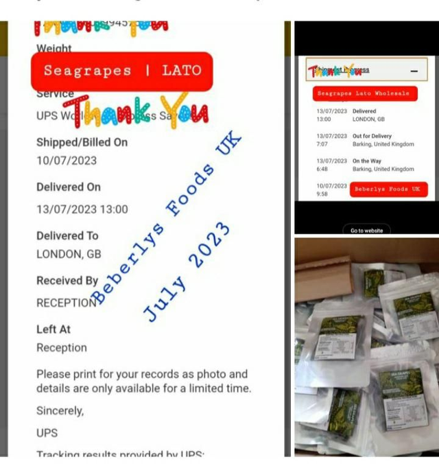 Seagrapes Wholesale: From Shop LONDON( JULY 2023)