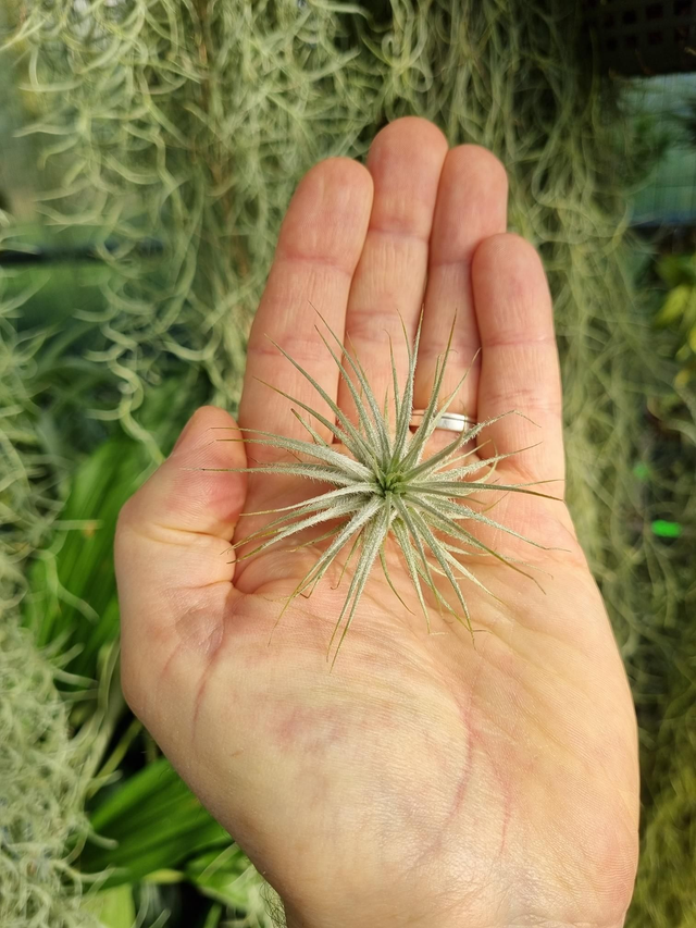 Tillandsia tectorum small