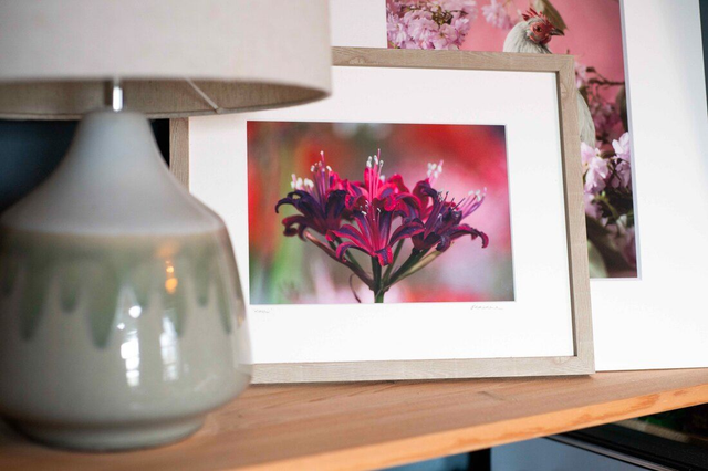 Hotspur I - Nerine Sarniensis