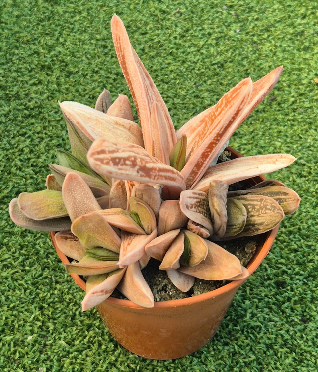 Gasteria &#039; Little Warty&#039; - Ox tongue