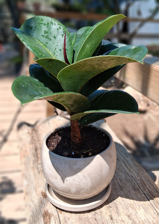 C109 . Ficus elastica 'Sofia' in Luna Granit di CorinoBruna