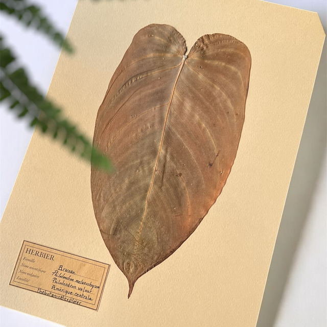 Herbier A4 vintage affiche botanique philodendron melanochrysum