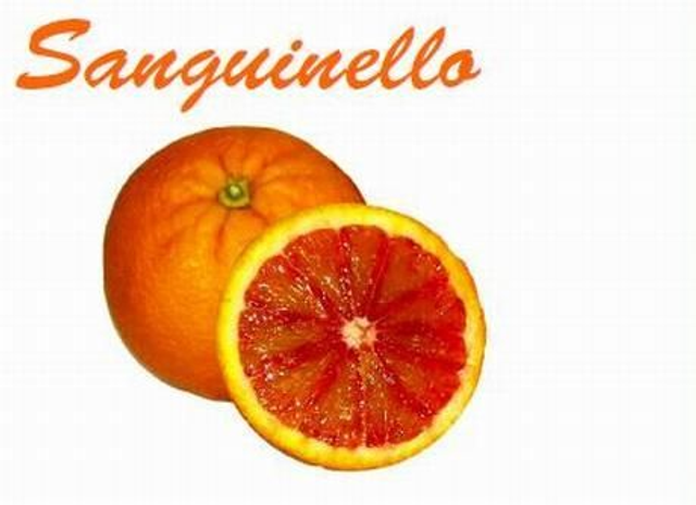  N40 . Arancio sanguinello in vaso 24