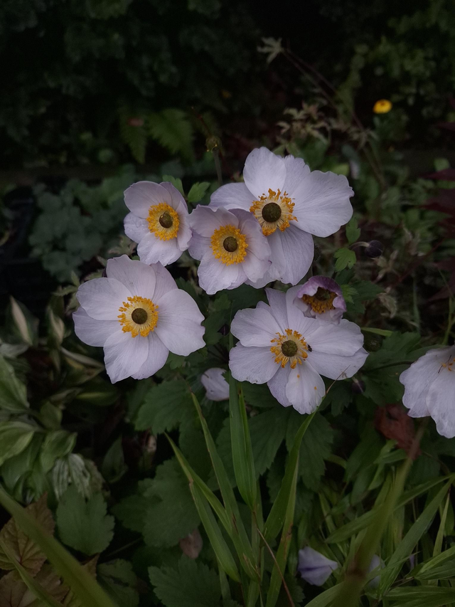 Anemone &#039;Elfin Swan&#039; 1 litre